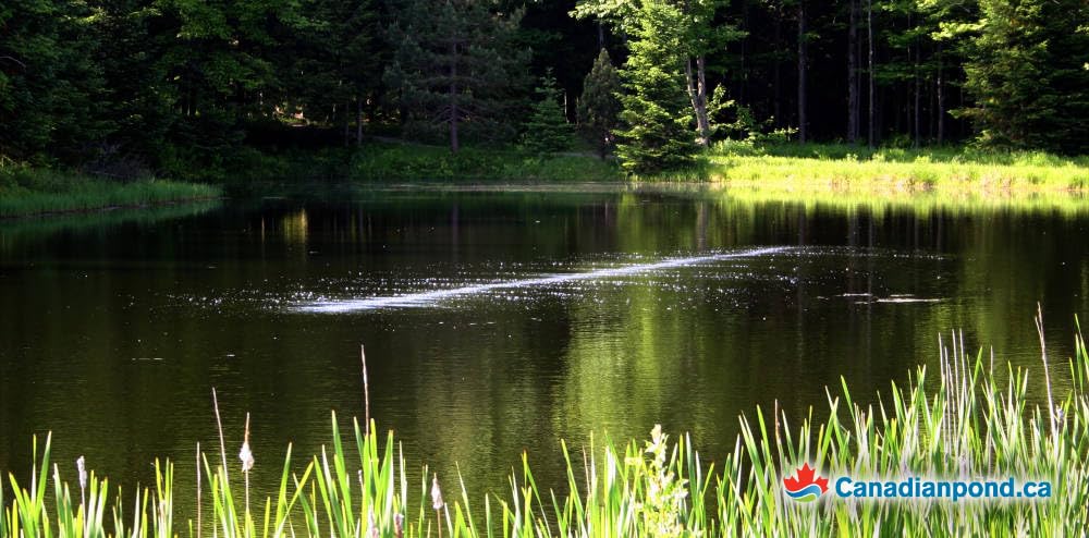 Bubble Tubing (½ in) – Fine bubble self-sinking diffuser airline for pond & water garden aeration | High oxygen transfer, aerates and de-ices ponds, easy installation (100')